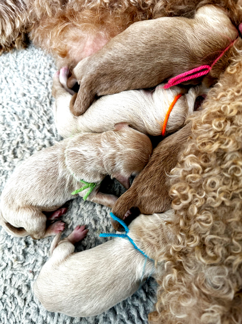 Picture of Annie's Angels and her 5 beautiful Goldendoodles. Picture of Annie's Angels and her 5 beautiful Goldendoodles.