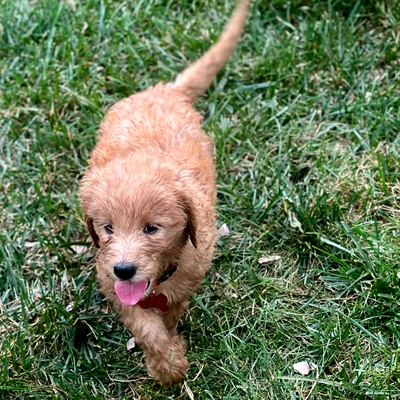 Picture of Celeste