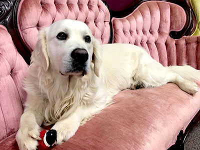 Photo of Princeton Sitting on Sofa Photo of Princeton Sitting on Sofa